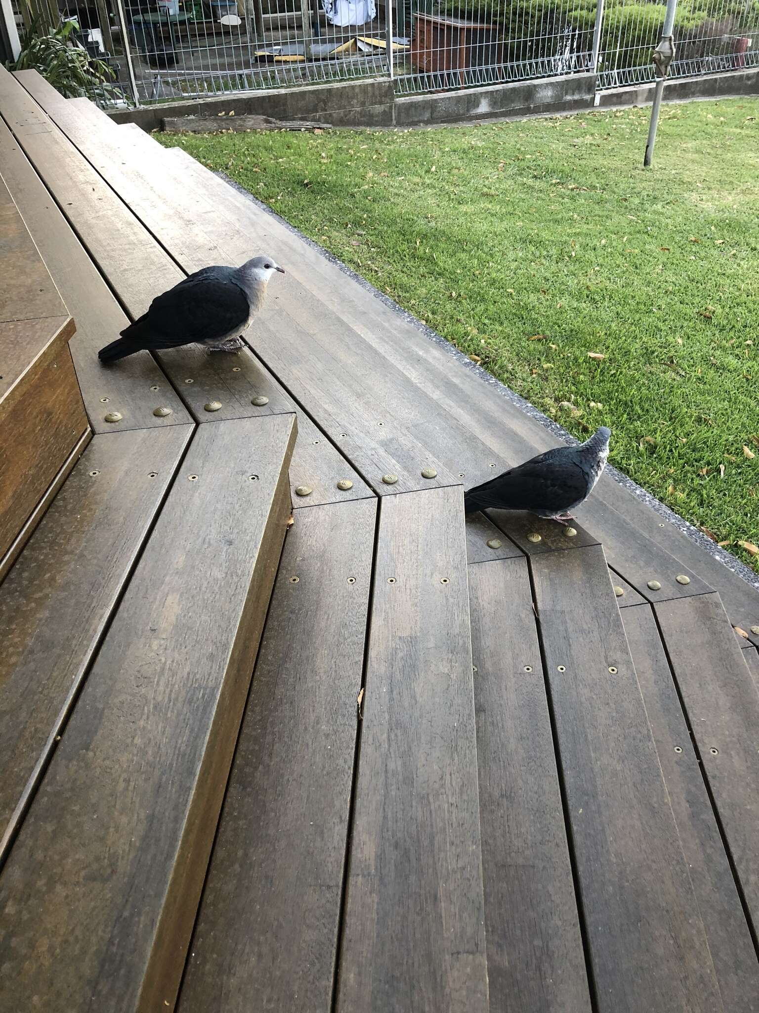 Image of White-headed Pigeon