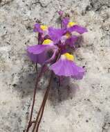 Image of Utricularia welwitschii Oliv.