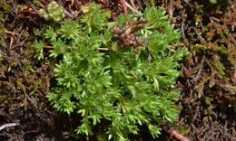 Plancia ëd Saxifraga cespitosa L.