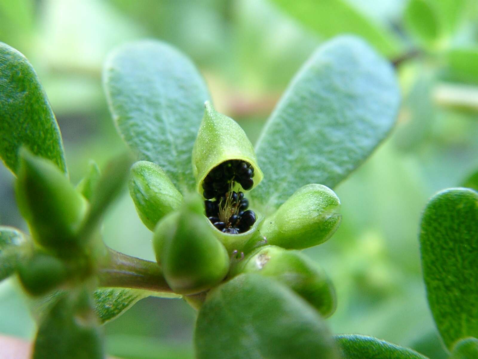 Image of common purslane