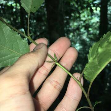 Plancia ëd Docyniopsis doumeri (Bois)