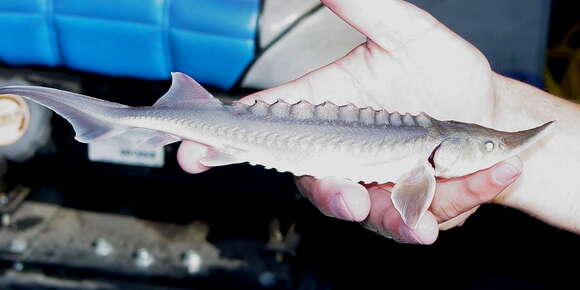 Image of White Sturgeon