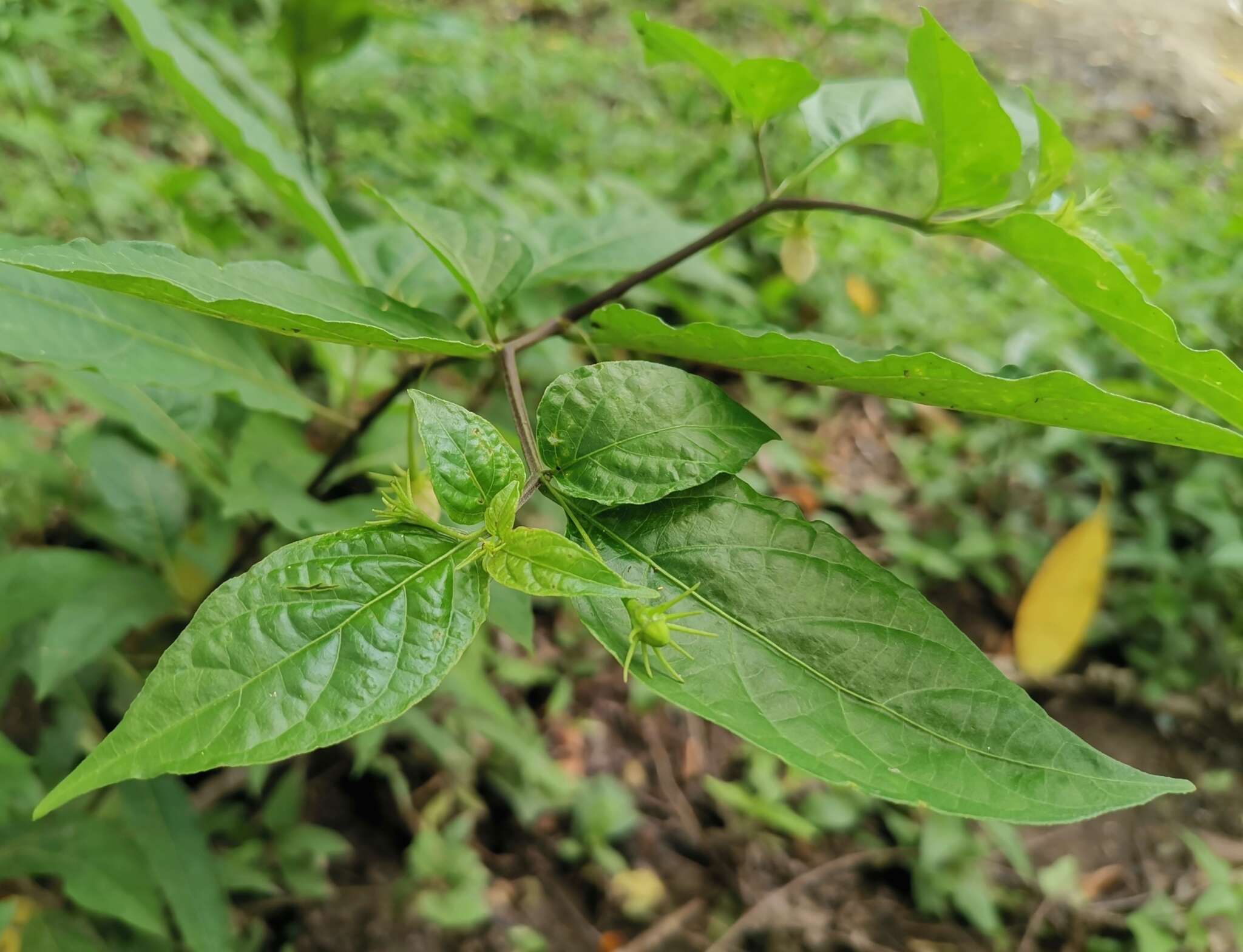 صورة Lycianthes stephanocalyx Bitter