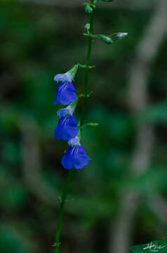 Image of Salvia languidula Epling