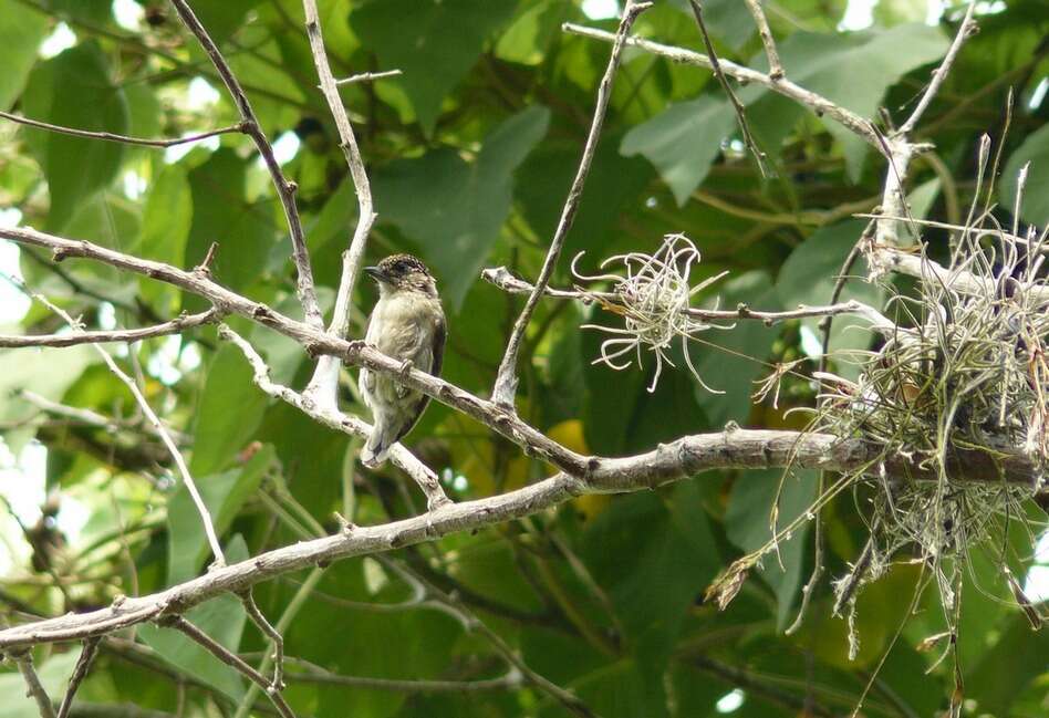 Image of Grayish Piculet