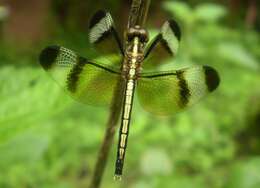 Image of Pied Paddy Skimmer