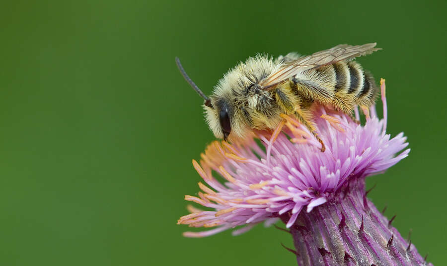 Image of Hairy-footed Bees