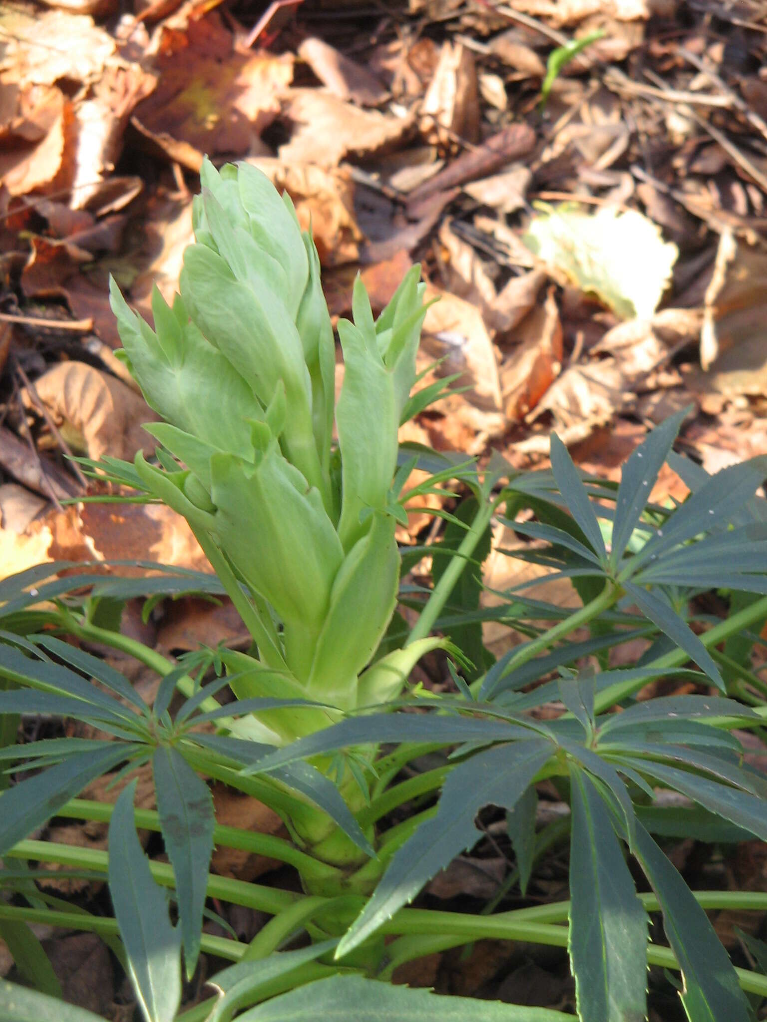 Image of Stinking Hellebore