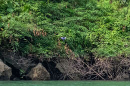 Image of Black-capped Kingfisher