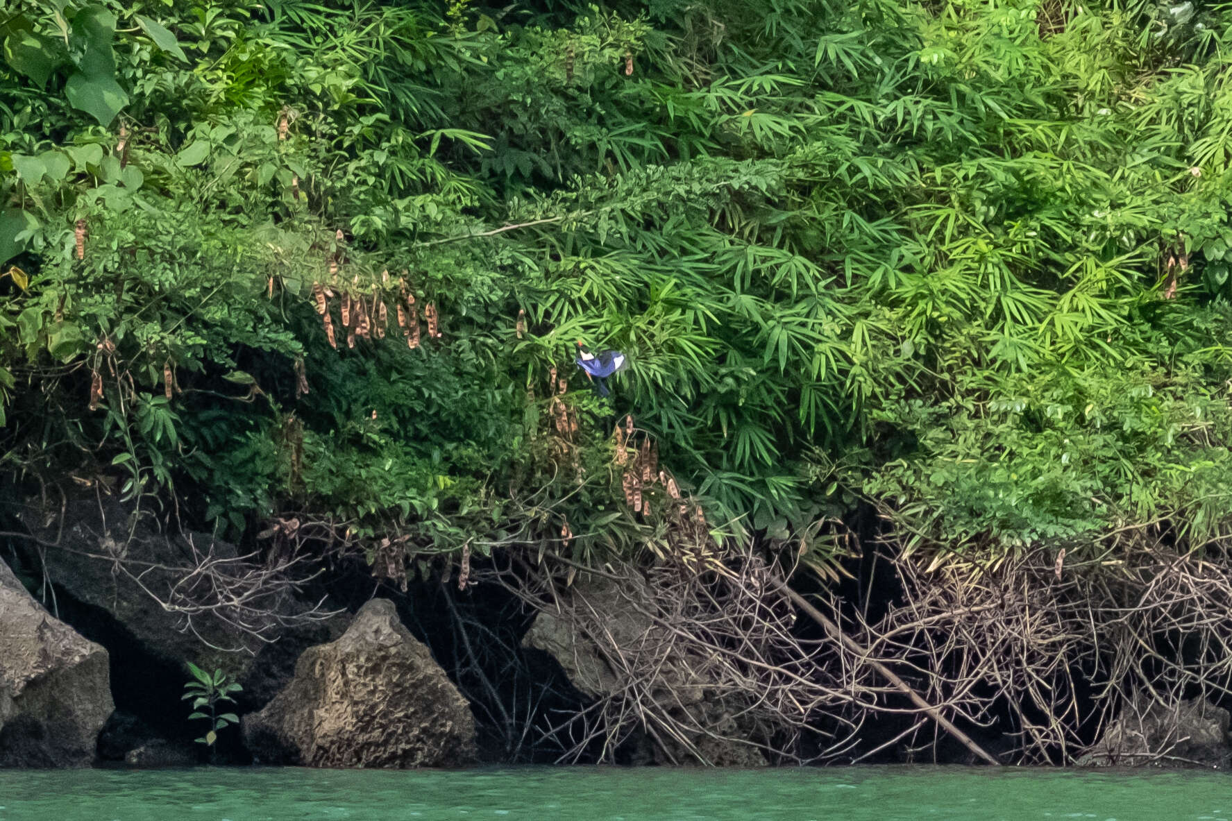 Image of Black-capped Kingfisher