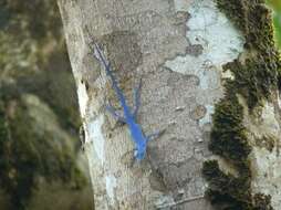 Image of Blue anole