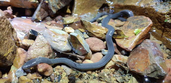 Image of Olive Mountain Keelback