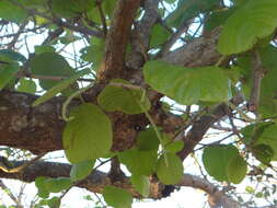 Coccoloba caracasana Meisn. resmi