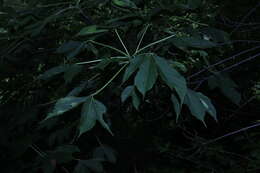 Image of Gyrocarpus jatrophifolius Domin