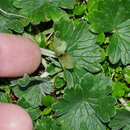 Image of Chatham Island geranium