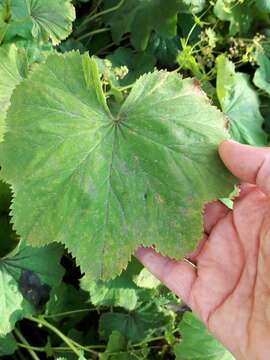 Image of clustered lady's mantle