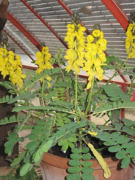 Image of African senna