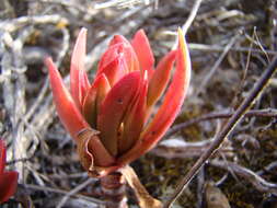 Image of Crassula pubescens Thunb.