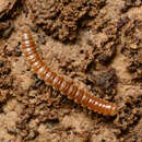 Image of Greenhouse Millipede