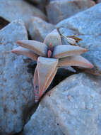 Image of Crassula congesta subsp. laticephala (Schönl.) Tölken