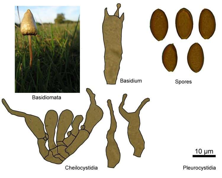 Plancia ëd Psilocybe semilanceata (Fr.) P. Kumm. 1871