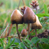 Plancia ëd Psilocybe semilanceata (Fr.) P. Kumm. 1871