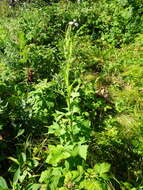 Image of tall blue lettuce