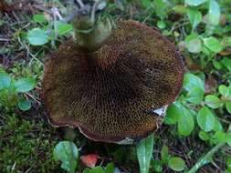 Image of Rosy larch bolete