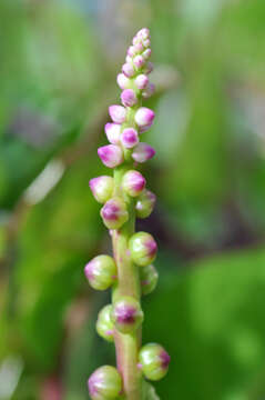 Image of Climbing nightshade