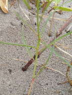 Image of Tricliceras mossambicense (A. & R. Fernandes) R. B. Fernandes