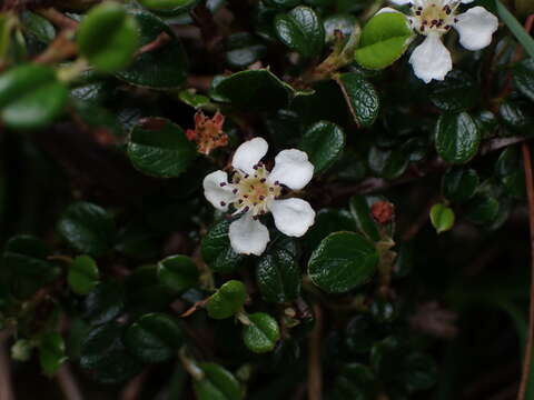 Image of Cotoneaster morrisonensis Hayata