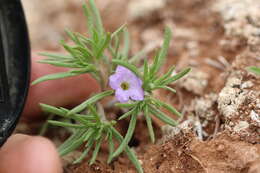 Image of Stevens' fiddleleaf