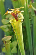 Image of Yellow pitcher plant