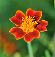 Tagetes tenuifolia Cav. resmi