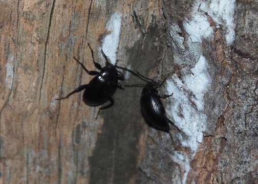 Image of Darkling beetle