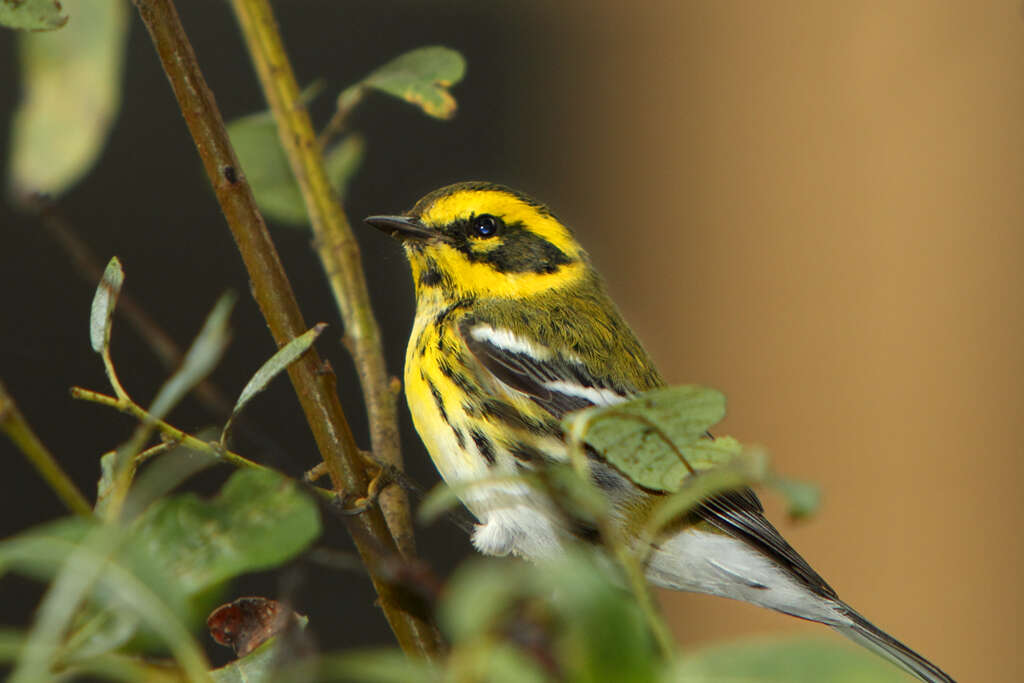 Image of Townsend's Warbler