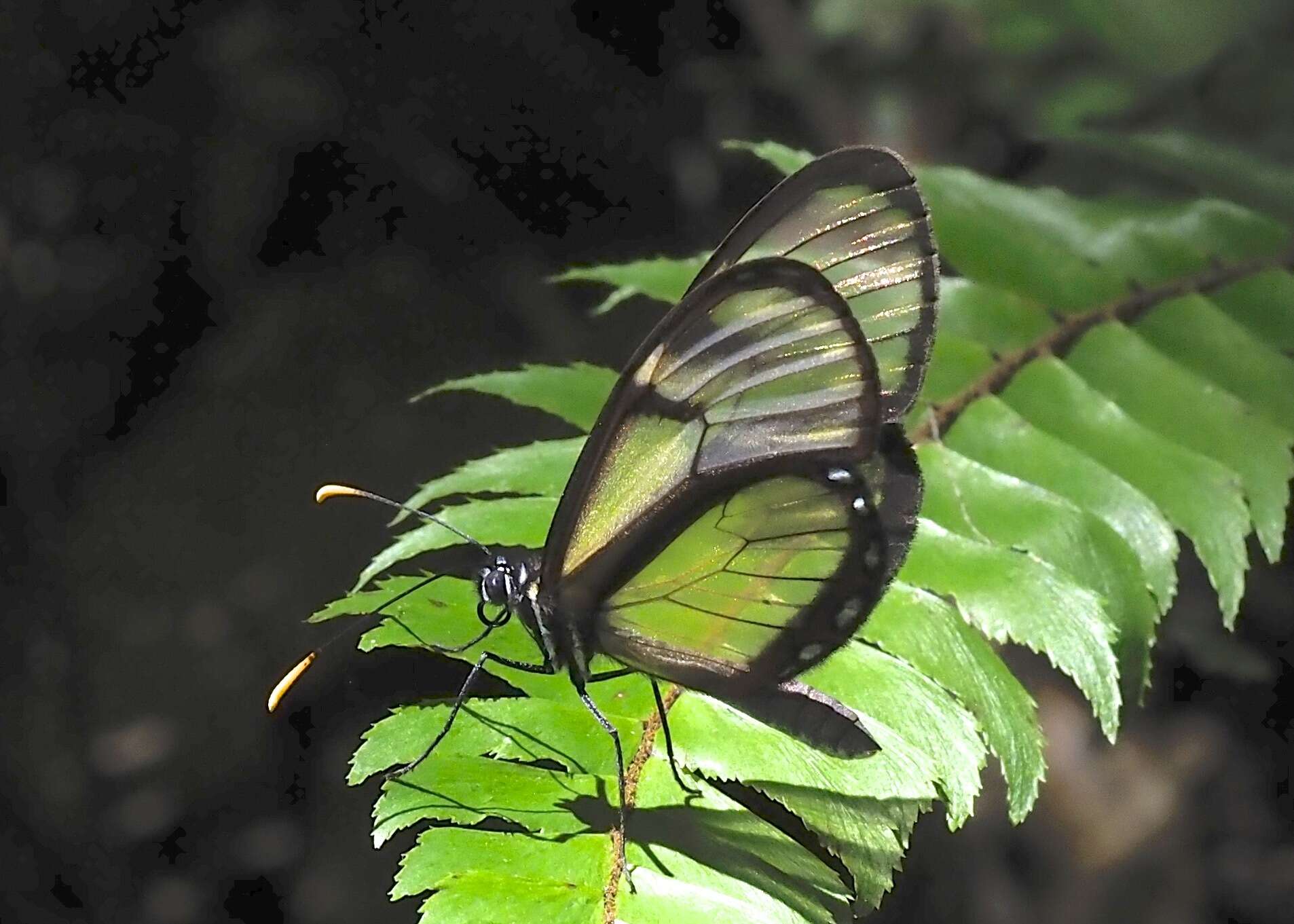 Image of <i>Pteronymia ozia tanampaya</i>