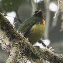 Image of Orange-breasted Fruiteater