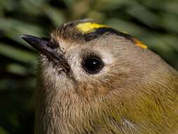 Image of Goldcrest