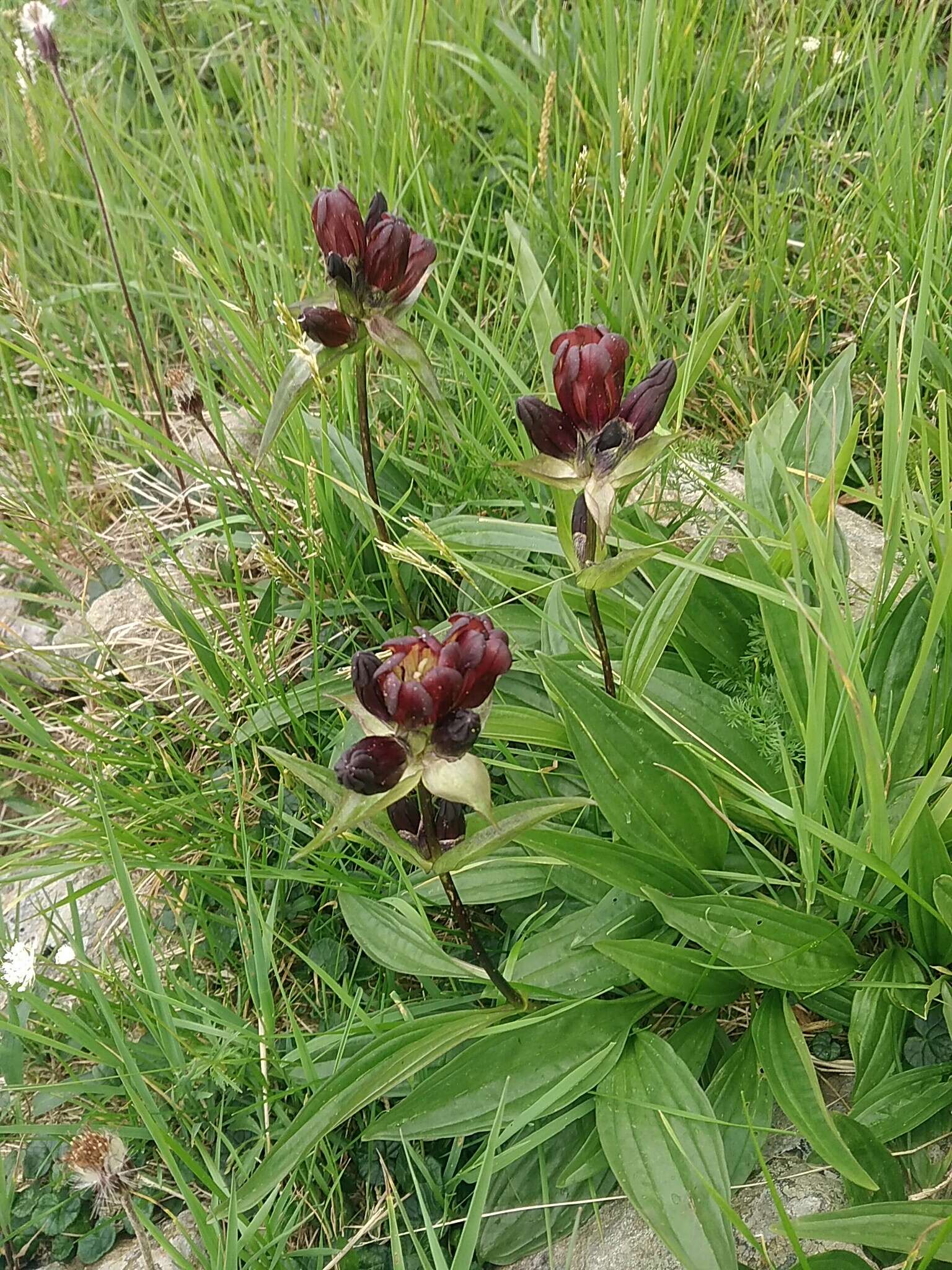 Image of Gentiana purpurea L.