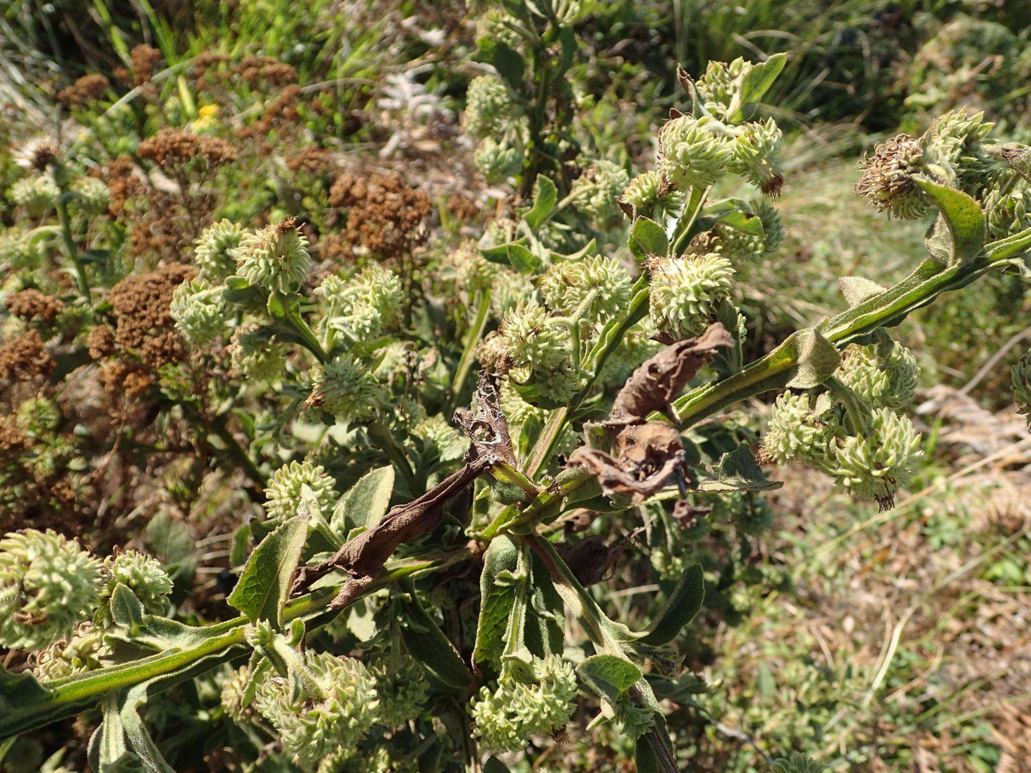 Sivun Laggera crispata (Vahl) F. N. Hepper & J. R. I. Wood kuva