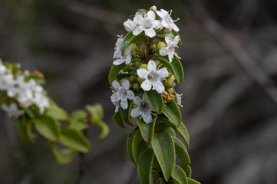 Image of Myoporum viscosum R. Br.