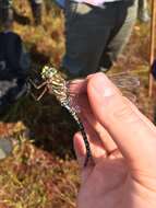 Image of bog hawker