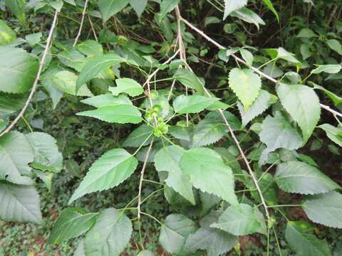 Image of Acalypha glabrata f. glabrata