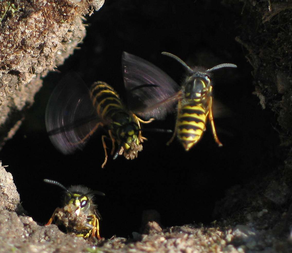 Image of Common wasp