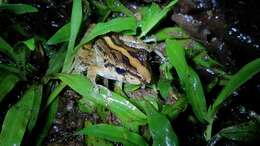 Image of Fitzinger's Robber Frog