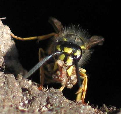 Image of Common wasp