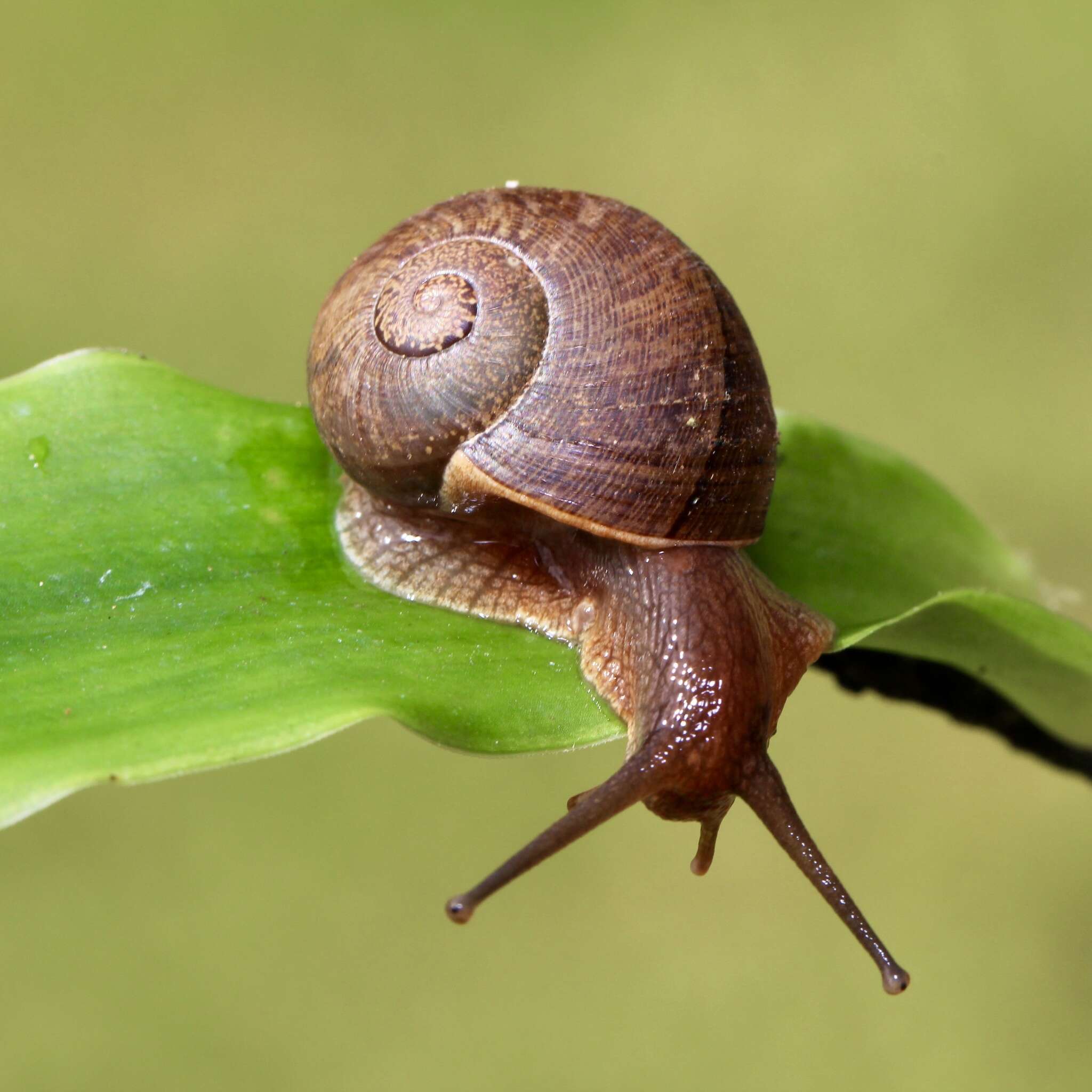 صورة Hispaniolana crispata (Férussac 1821)