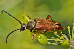 Image of Typocerus acuticauda Casey 1913