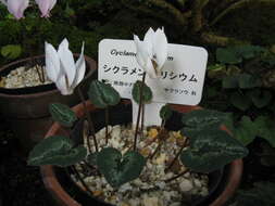 Image of Cyclamen cilicium Boiss. & Heldr.
